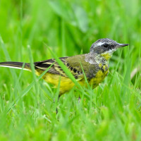 Eastern Yellow Wagtail